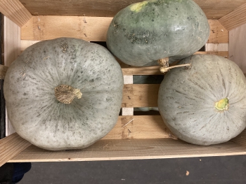 Courge Bleue de Hongrie bio