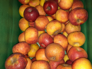 Pomme Reinette des Côteaux